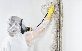 Best Attic Mold Removal  in Robbinsdale, MN